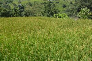 Rice Paddy field